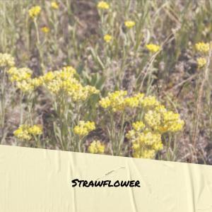 Listen to Strawflower song with lyrics from Bling Ezek