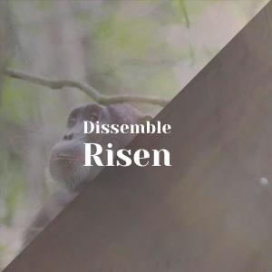 Various的专辑Dissemble Risen