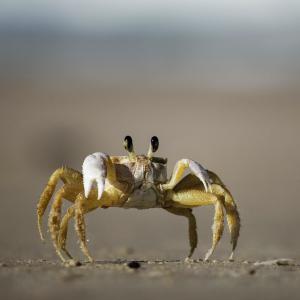 Album Crab Conga Party from 