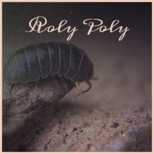 Listen to Roly Poly song with lyrics from George Jones