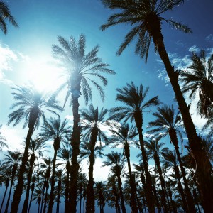 Thomas的專輯Fresh Palm