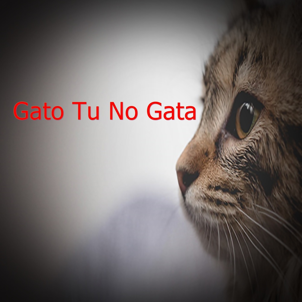 Gato Tu No Gata