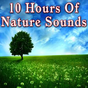 ดาวน์โหลดและฟังเพลง Beside a Quick Moving Mountain Stream พร้อมเนื้อเพลงจาก Nature Sounds