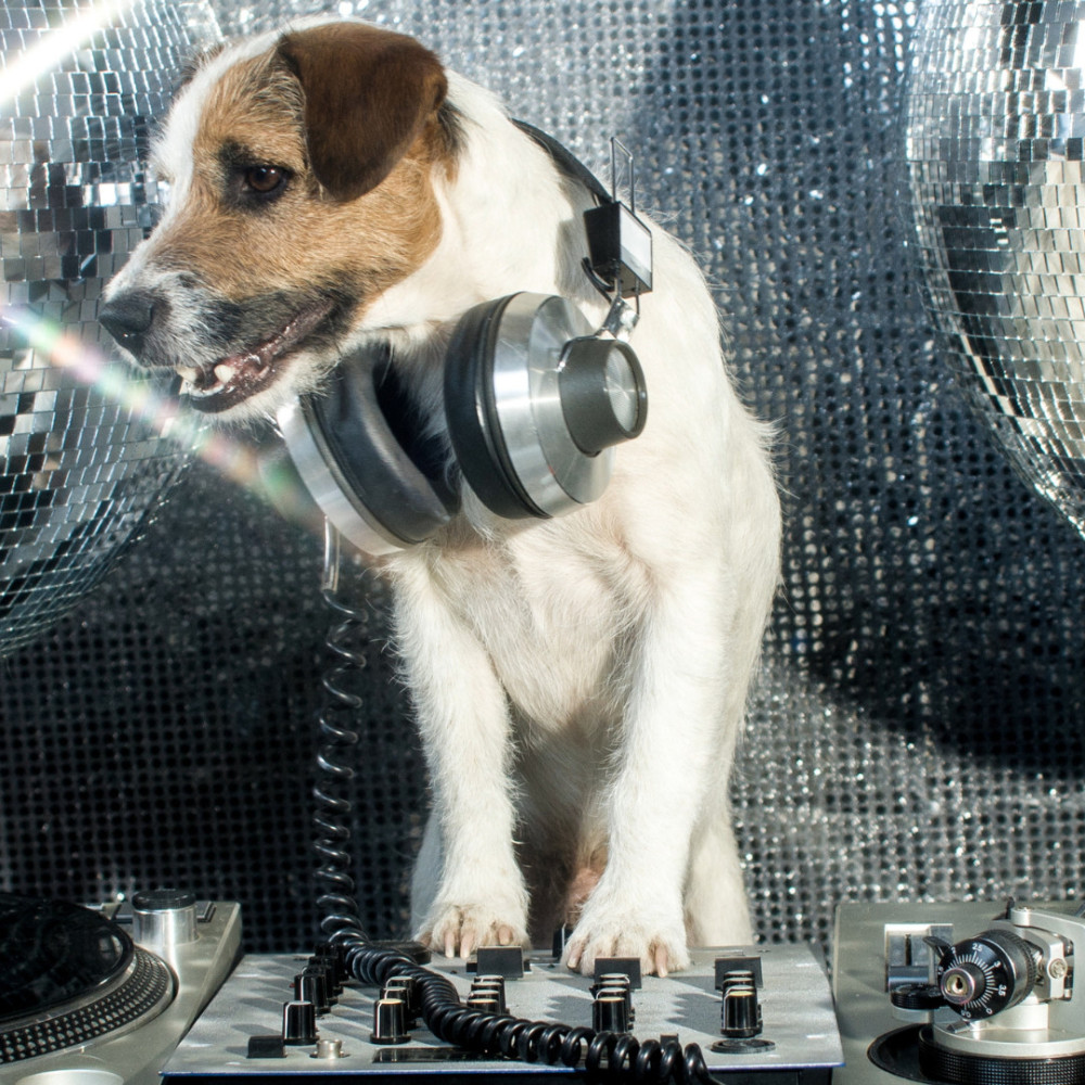 Ballad for Wagging Tails