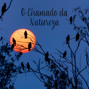 Album O Chamado da Natureza (Acolhendo a Ansiedade e o Estresse (Feel the Peace with Nature Sounds)) from Meditação e Espiritualidade Musica Academia