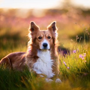 ดาวน์โหลดและฟังเพลง Resting In The Glow Of Daylight พร้อมเนื้อเพลงจาก Joyful Harmony Music