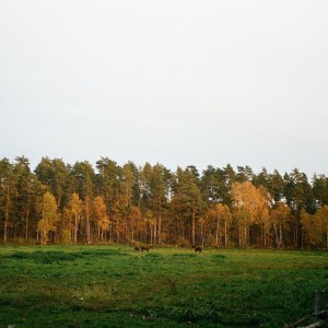 Album Sweet Grass from Sad Moses