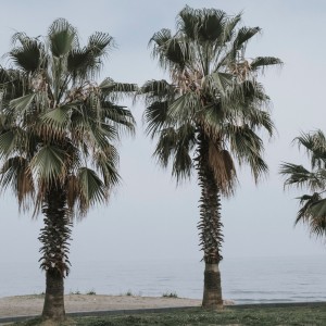 Album يالقلب يالقلب from ARRASYID