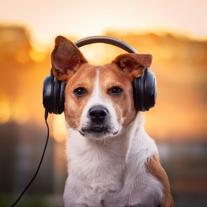 อัลบัม Canine Melodies: Relaxing Music for Dogs ศิลปิน Sleeping Music For Dogs