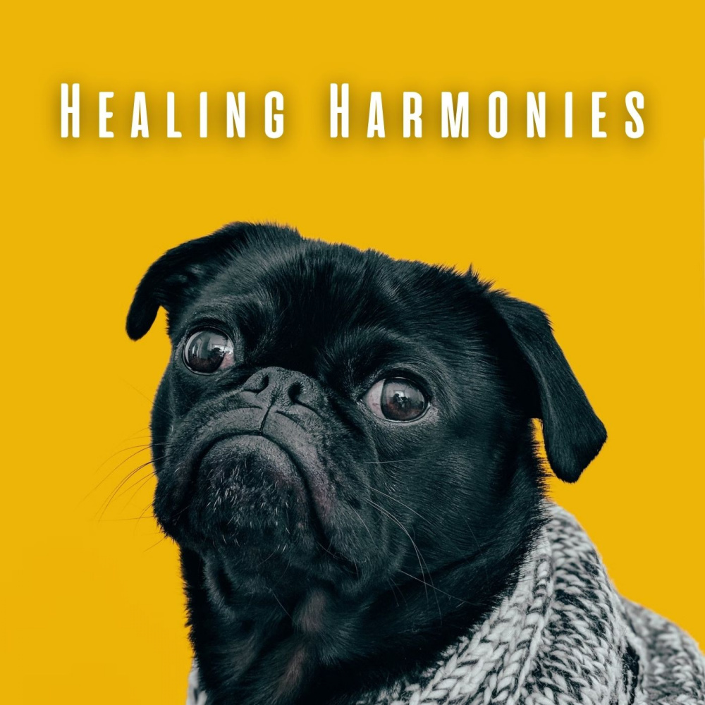 Wagging Dog's Tail Chill Music