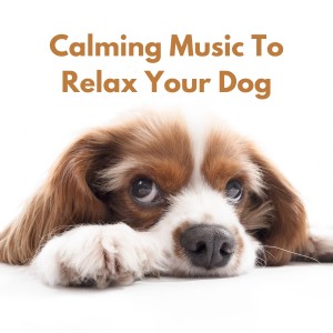 Album Calming Music to Relax Your Dog oleh Dog Music Dreams