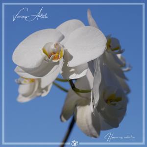 Listen to Another Reality song with lyrics from Modulo