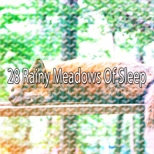 อัลบัม 28 Rainy Meadows of Sle - EP ศิลปิน Meditation Rain Sounds