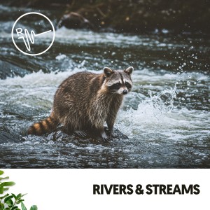 Rivers and Streams的專輯Rivers & Streams: Melodies of Flowing Water