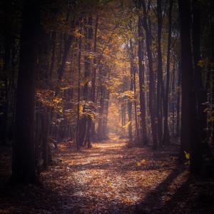Listen to Walking in Forest Sound will Relieve Stress and Anxiety song with lyrics from Soothing Sounds
