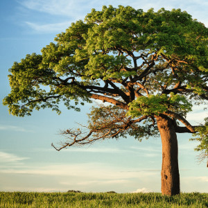 Dengarkan lagu Chai nyanyian Deep Sleep dengan lirik