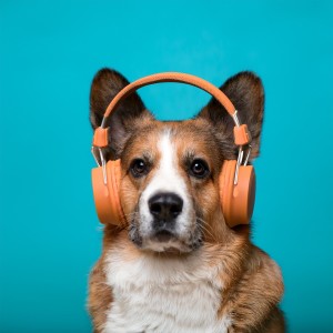 อัลบัม Música Para Perros: Colas Alegres Y Siestas Acogedoras ศิลปิน Música instrumental para perros