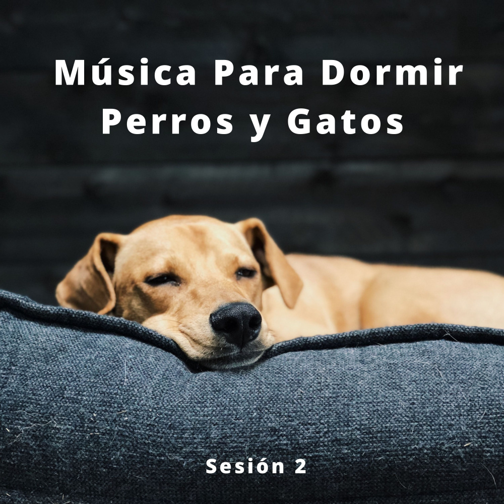 Música Para Las Orejas De Los Perros Pt. 10