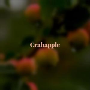 收听Cida Cino的White Pleural歌词歌曲