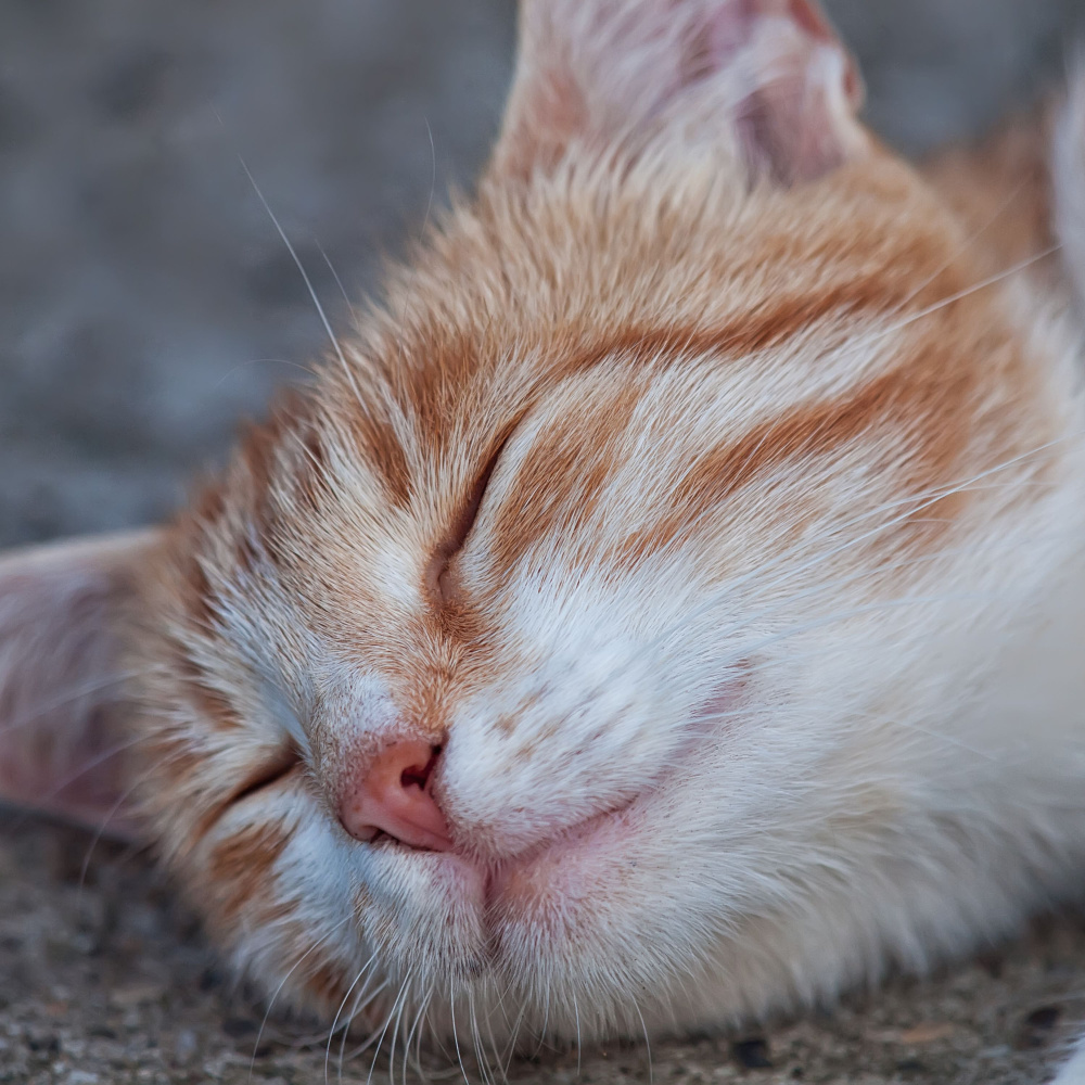 Rain Whispers Cat Naps