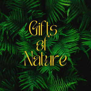 อัลบัม Gifts of Nature ศิลปิน Relaxing Sounds