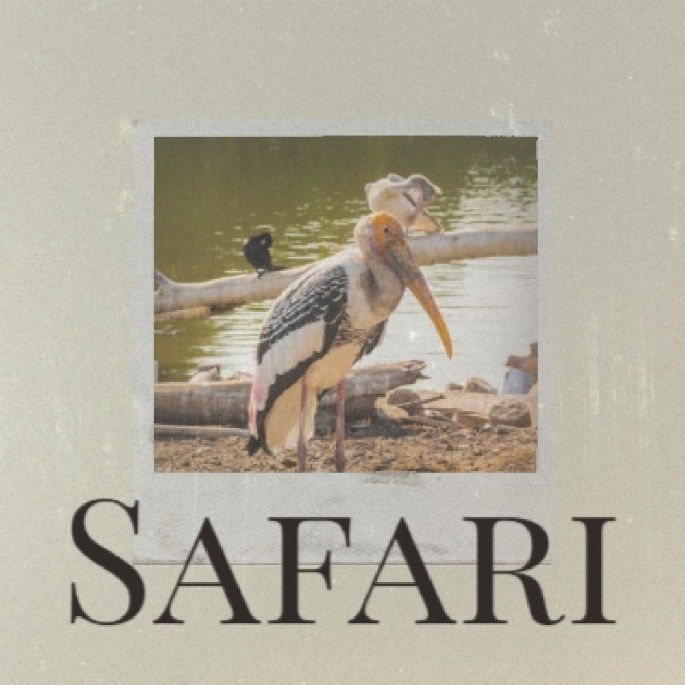 Safari