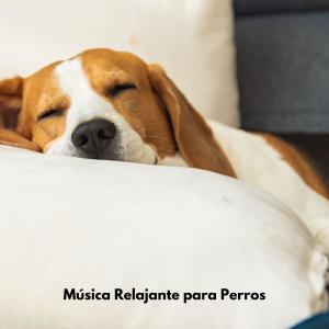 Música Relajante para Perros的專輯Lecko Mio
