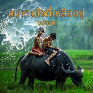 Listen to ลมหายใจที่เหลืออยู่ song with lyrics from แสตมป์