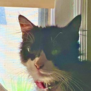 收聽Hoseph.的watchthis (feat. 888Reno, SAIKO’S REVNGE & BLVE) (Explicit)歌詞歌曲