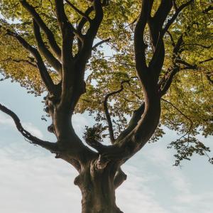 Album Standard Deviation from Trees