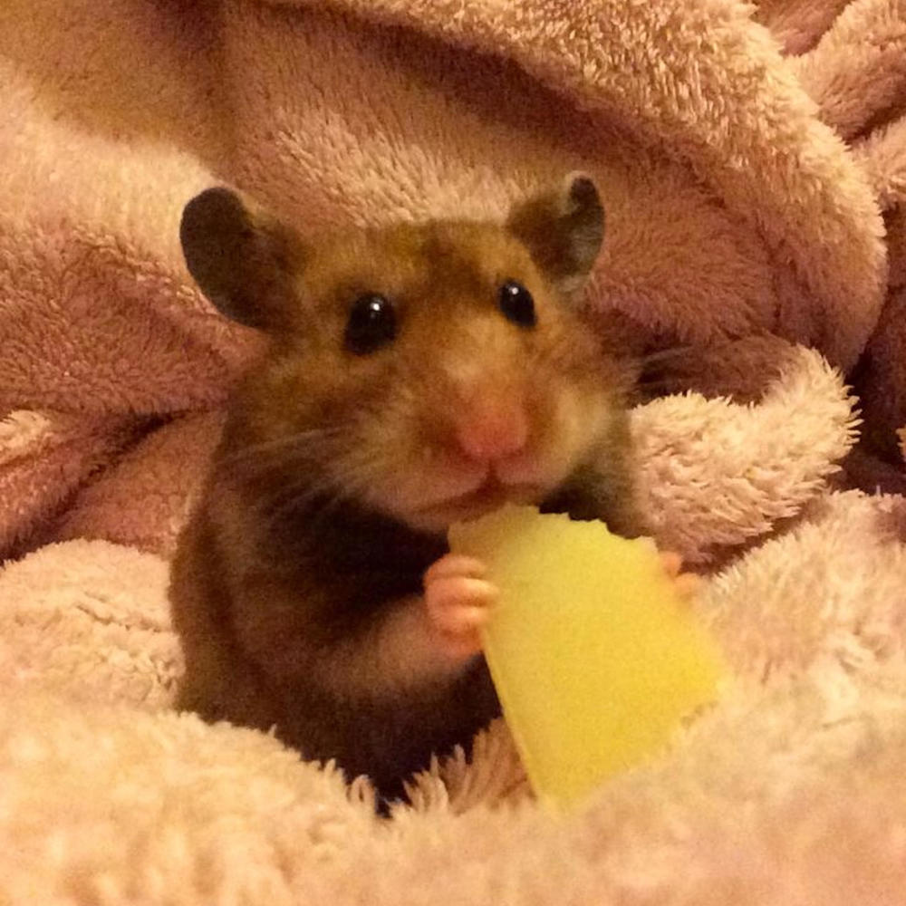 expired cheese