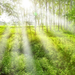 Album Calm Morning from T-Malu