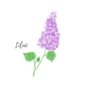 Album Lilac from K.K.