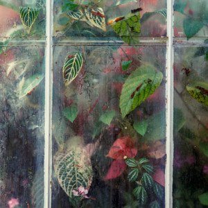 Dengarkan My Forest Tree lagu dari Spa Music Relaxation dengan lirik