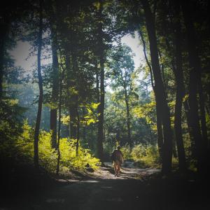 Dengarkan lagu Walking in Forest Sound will Relieve Stress and Anxiety nyanyian Soothing Sounds dengan lirik