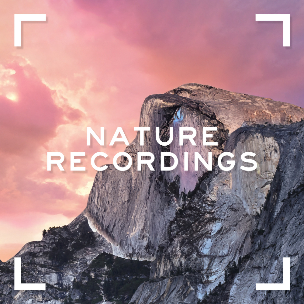 Rainforest (Original Mix)