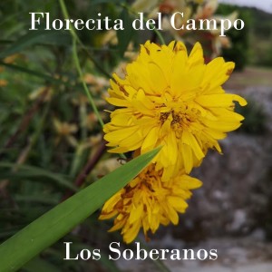 收听Los Soberanos的Ya Navego la Piragua歌词歌曲