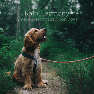 Relaxing Morning Jazz的专辑Rain Harmony: Anti-Anxiety Music for Dogs