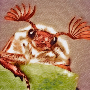 Album Cockchafer from Eustakio