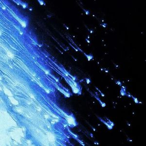 Album geceler from Skylark