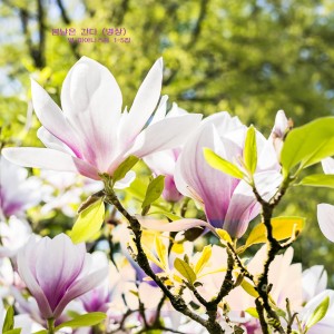 Dengarkan 명상음악, 평온한 마음으로 피아노 선율과 함께 가져보는 명상의 시간 - 봄날은 간다 lagu dari 영 피아니스트 dengan lirik