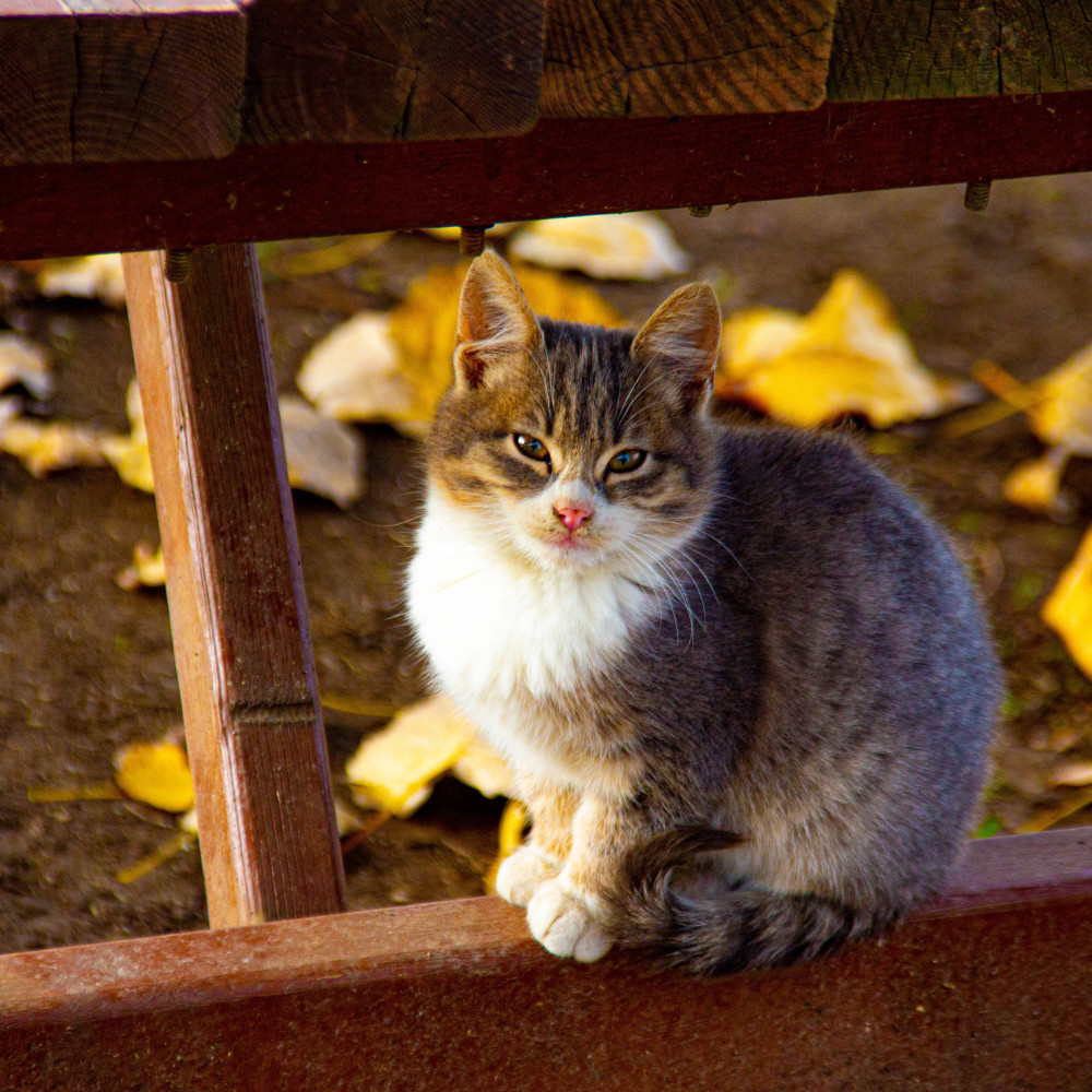 Rainy Cat Harmony Grace