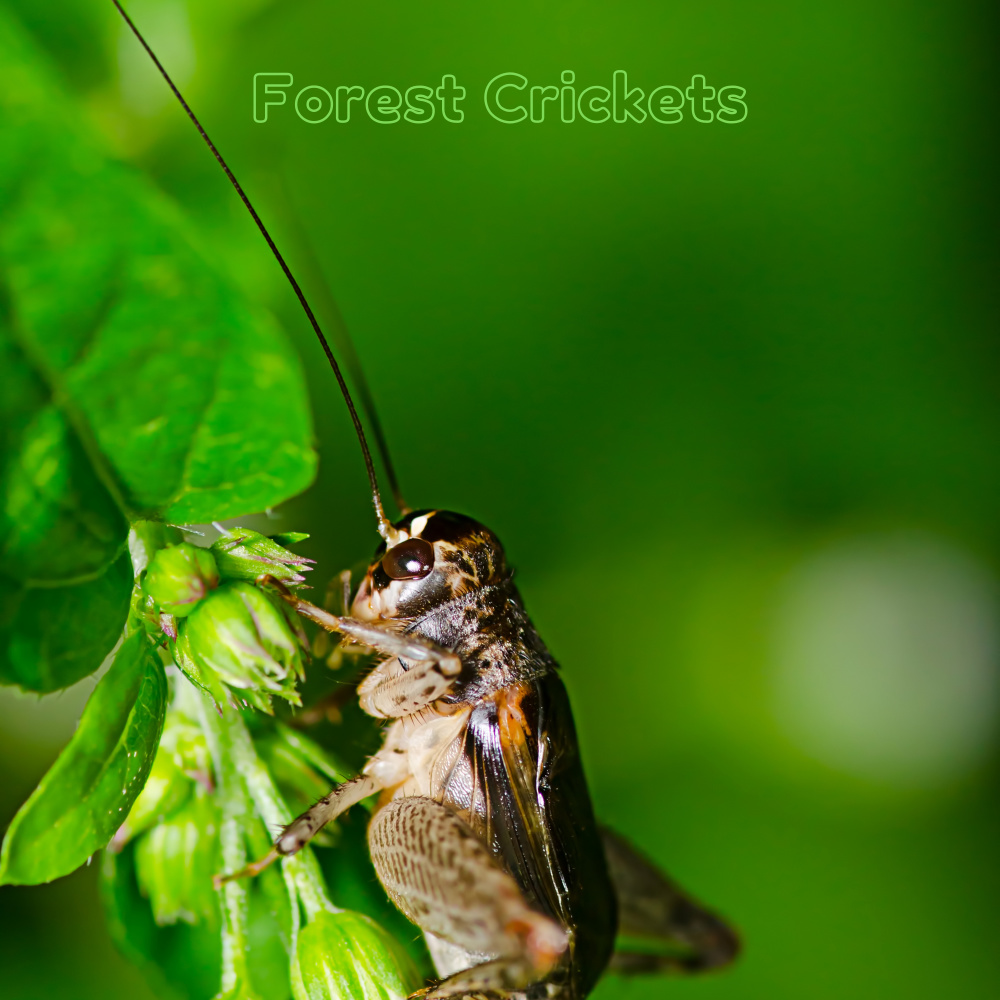 Natural Cricket Noise