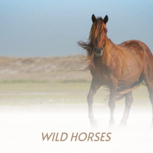 Listen to Wild Horses song with lyrics from Perry Como