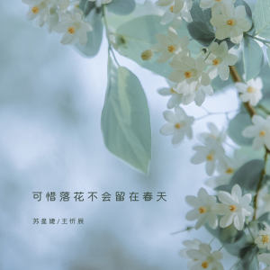Album 可惜落花不会留在春天 from 苏星婕