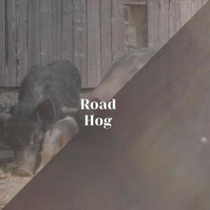 Various Artist的專輯Road Hog