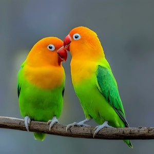 Dengarkan Burung Lovebird Kuning lagu dari Ry2k Shanum dengan lirik