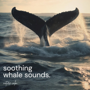 Nature Calm的专辑Soothing Whale Sounds