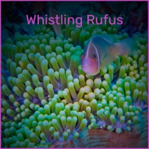 Album Whistling Rufus from Various Artist