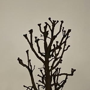อัลบัม No Money (Sped Up) ศิลปิน Monty Datta